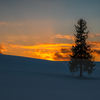クリスマスツリーの木のある雪の丘に沈む夕陽。