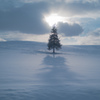 薄曇りの中のクリスマスツリーの木