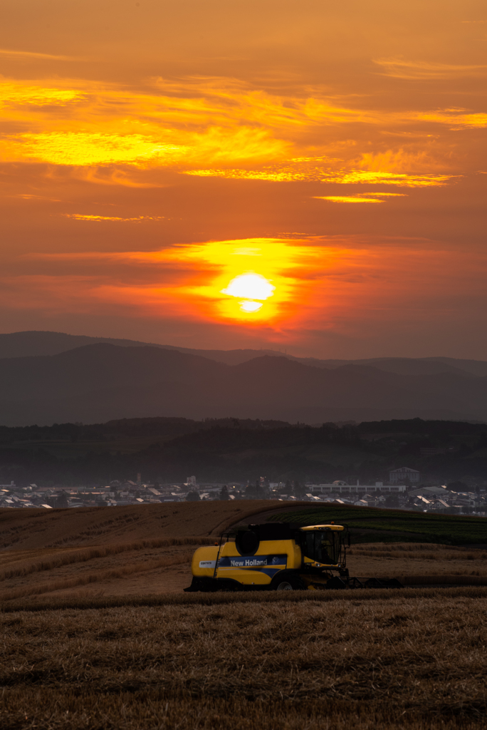 刈取り作業、夕暮れも続き。