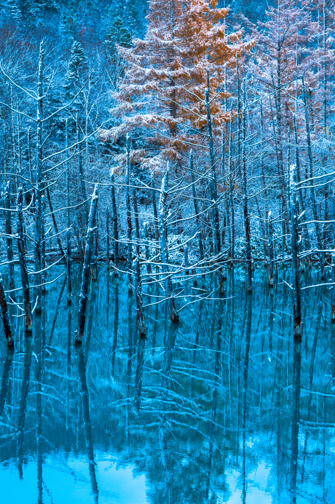 初雪の朝の青い池。