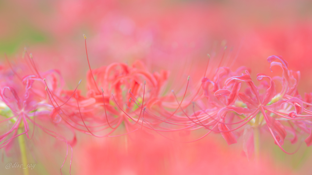 曼珠沙華2