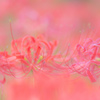 曼珠沙華2