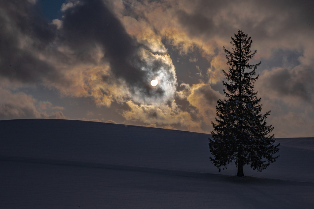 夕暮れ、雲と太陽とクリスマスツリーの木。