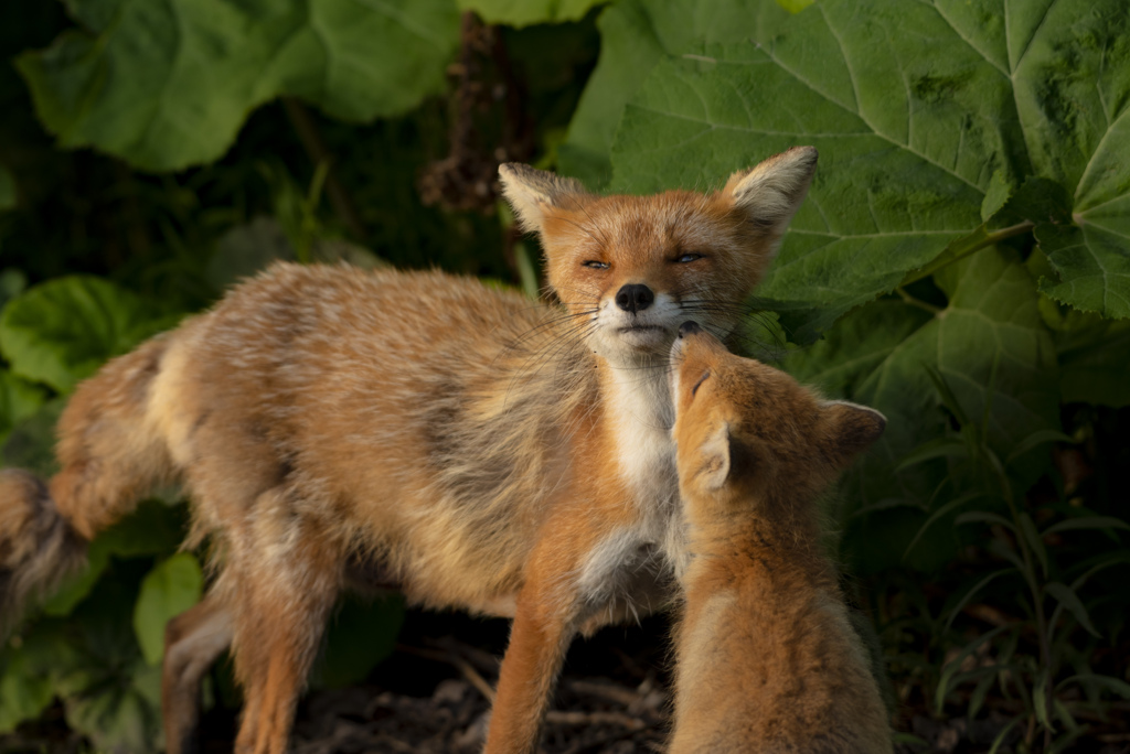 キタキツネの親と子