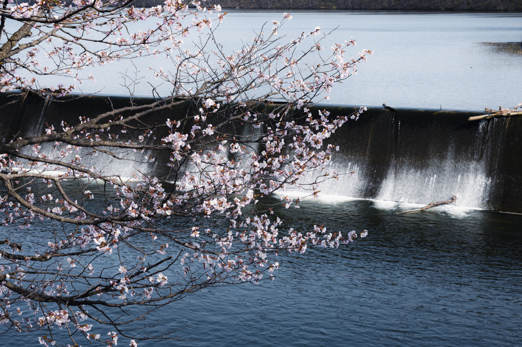 聖台ダムの桜