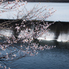 聖台ダムの桜