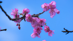 寒緋桜と青空