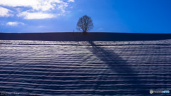 雪原の丘の上の木