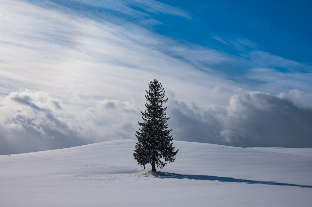 冬、気候の合間のクリスマスツリーの木。