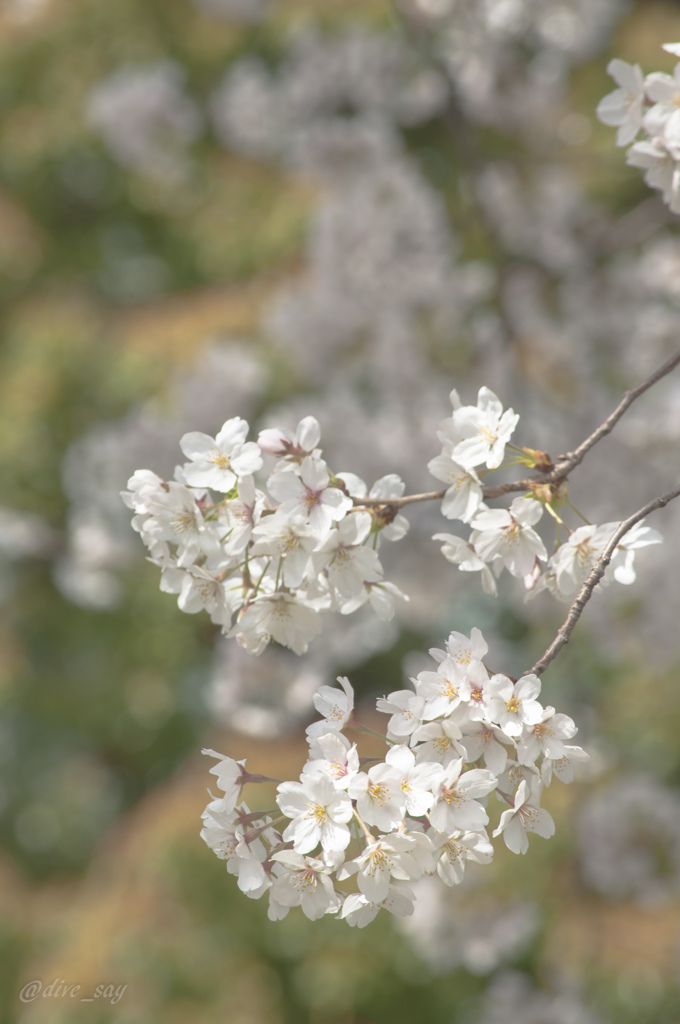 桜