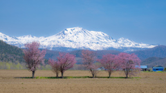 俵真布の5本桜。 2024/5/12  北海道・美瑛町にて 
