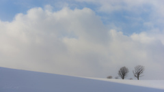 雪原に立つ親子の木