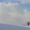 雪原に立つ親子の木