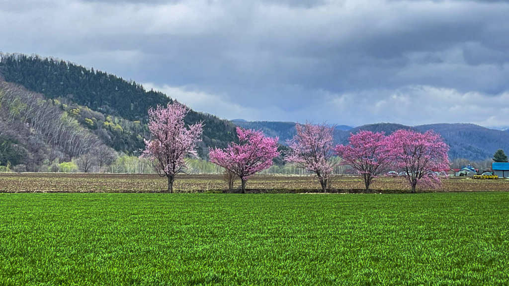 俵真布の5本桜。