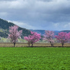 俵真布の5本桜。