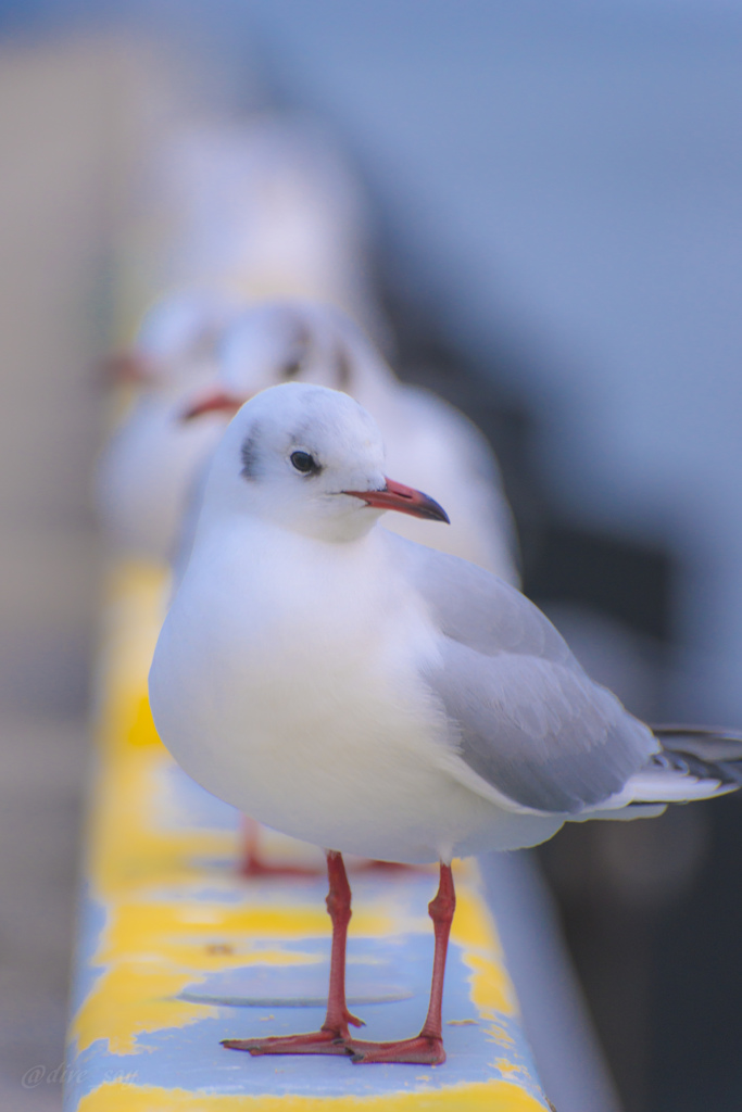 埠頭のカモメ2
