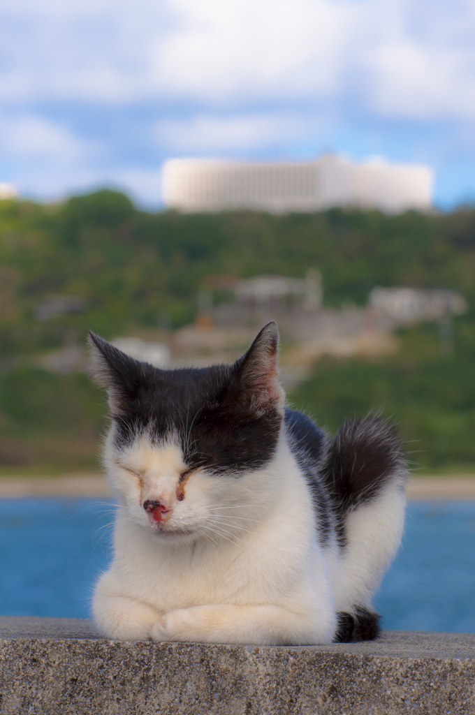 沖縄のノラ猫たち、3