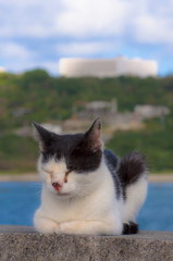 沖縄のノラ猫たち、3