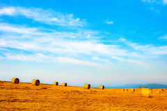 麦稈ロールのある風景。