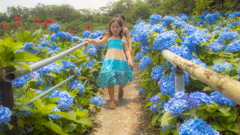 沖縄の紫陽花と散策の少女