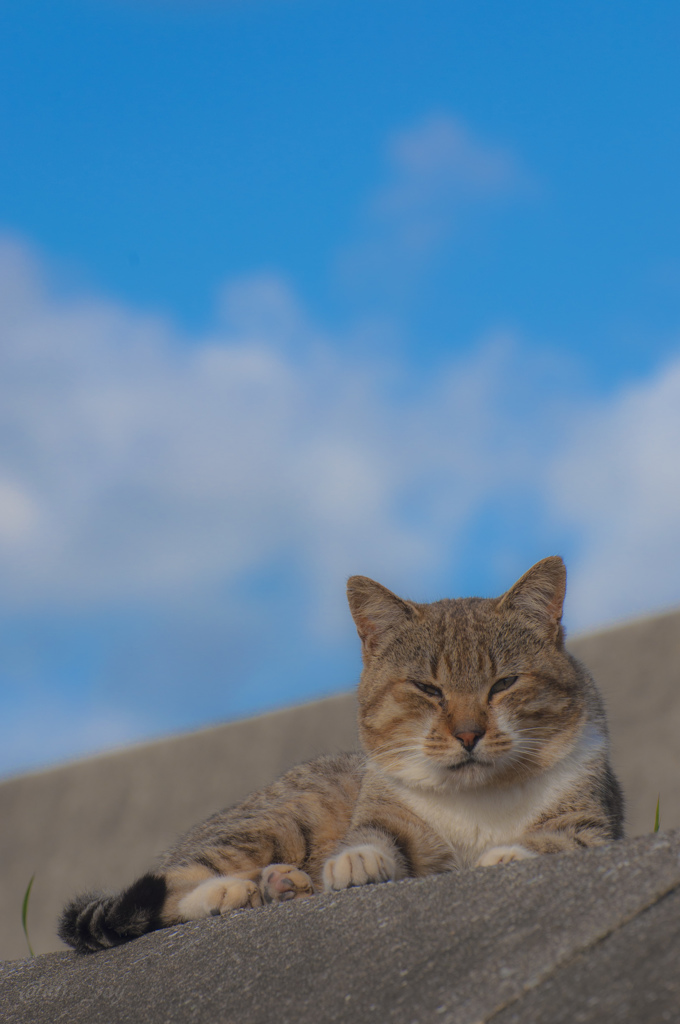 沖縄のノラ猫たち、１
