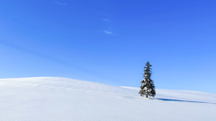 晴れた日、雪の丘にたつクリスマスツリーの木。 