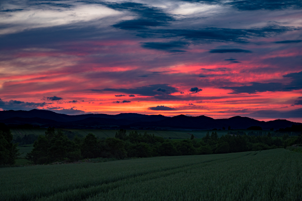 美瑛の丘の夕暮れ。