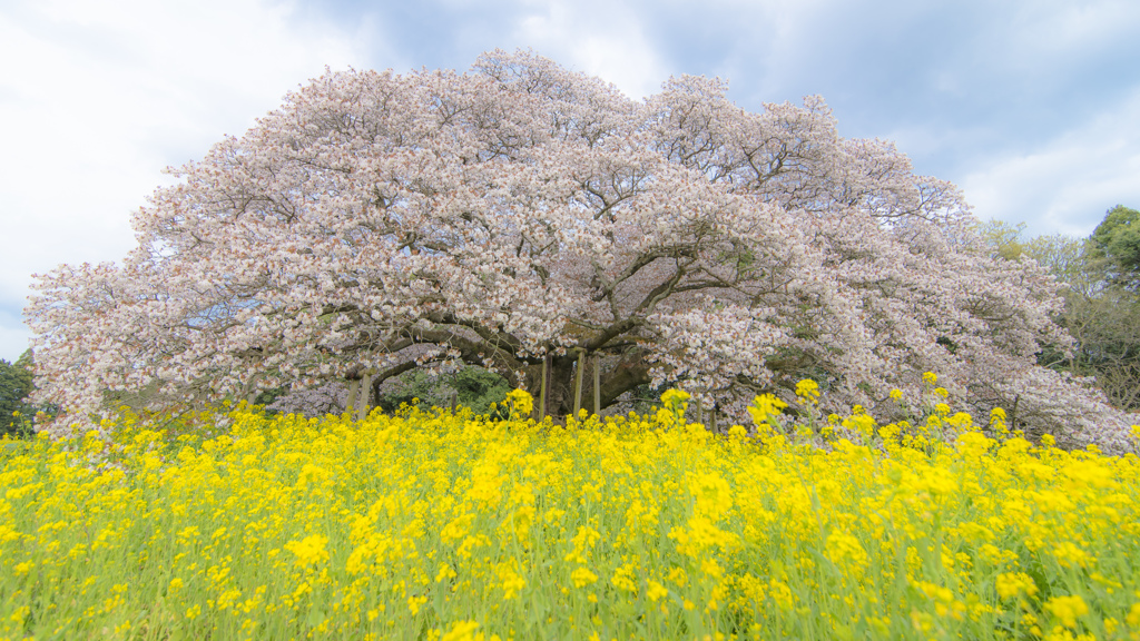 吉高の大桜と菜の花