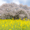 吉高の大桜と菜の花