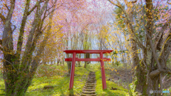 俵真布神社の山桜。