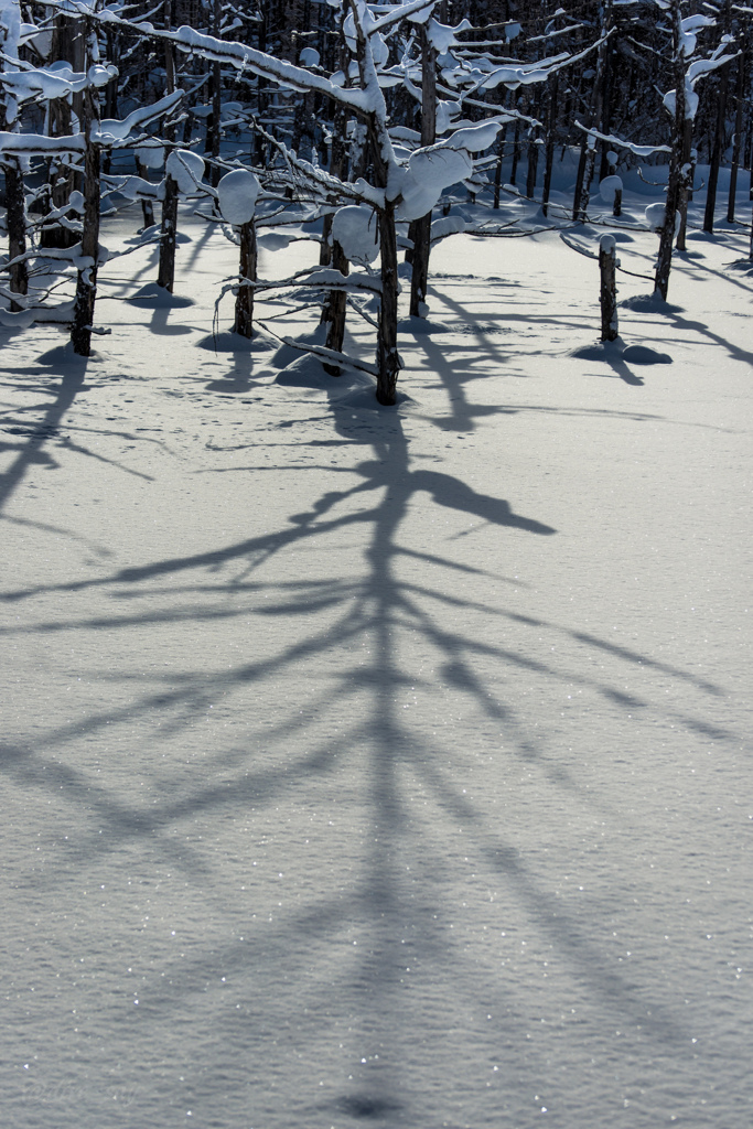 雪に埋もれた木