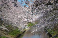 春、桜2