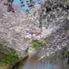 春、桜2