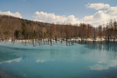 湖面が溶け始めた青い池。