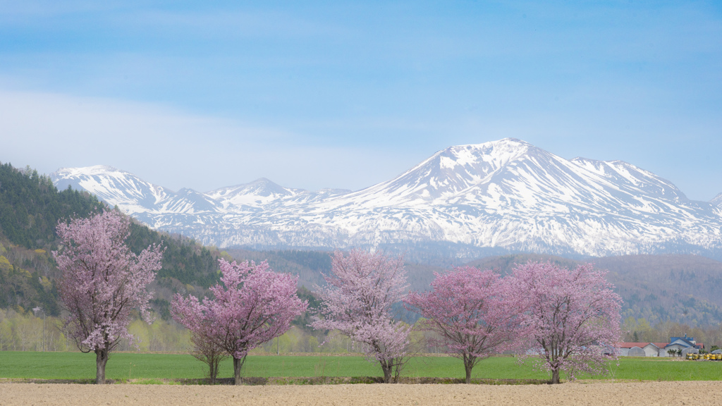 満開の山桜と、残雪残る大雪山。  