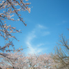 春、桜