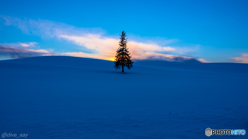 夕暮れのクリスマスツリー