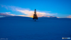 夕暮れのクリスマスツリー