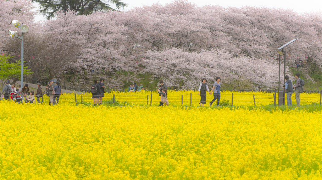 桜と菜の花の道