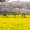 桜と菜の花の道