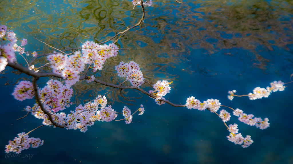 桜の宴