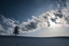 夕張の木、雪の丘。