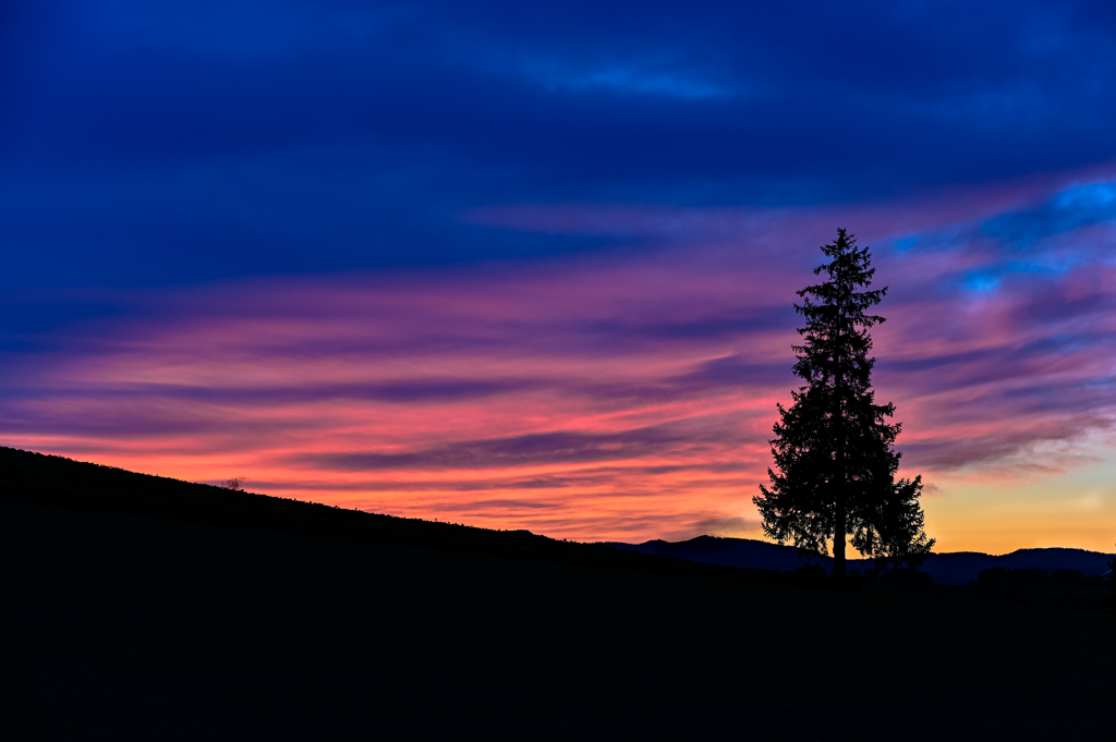 クリスマスツリーの木の夕暮れ。