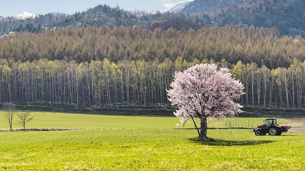 畑の中の一本桜