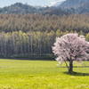畑の中の一本桜