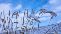 雪積もりて