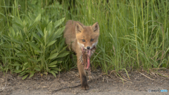 キタキツネのごはん