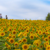 四季彩の丘のひまわり畑。