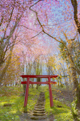 俵真布の山桜。 