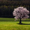 上御料の一本桜。